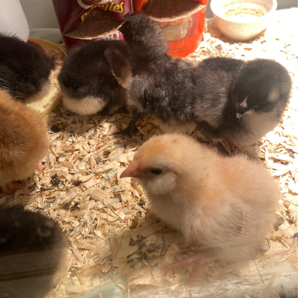 chicks