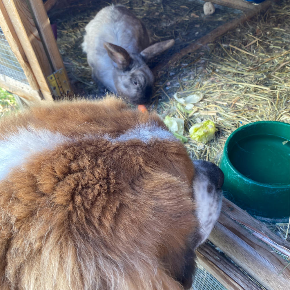 dog and bunny