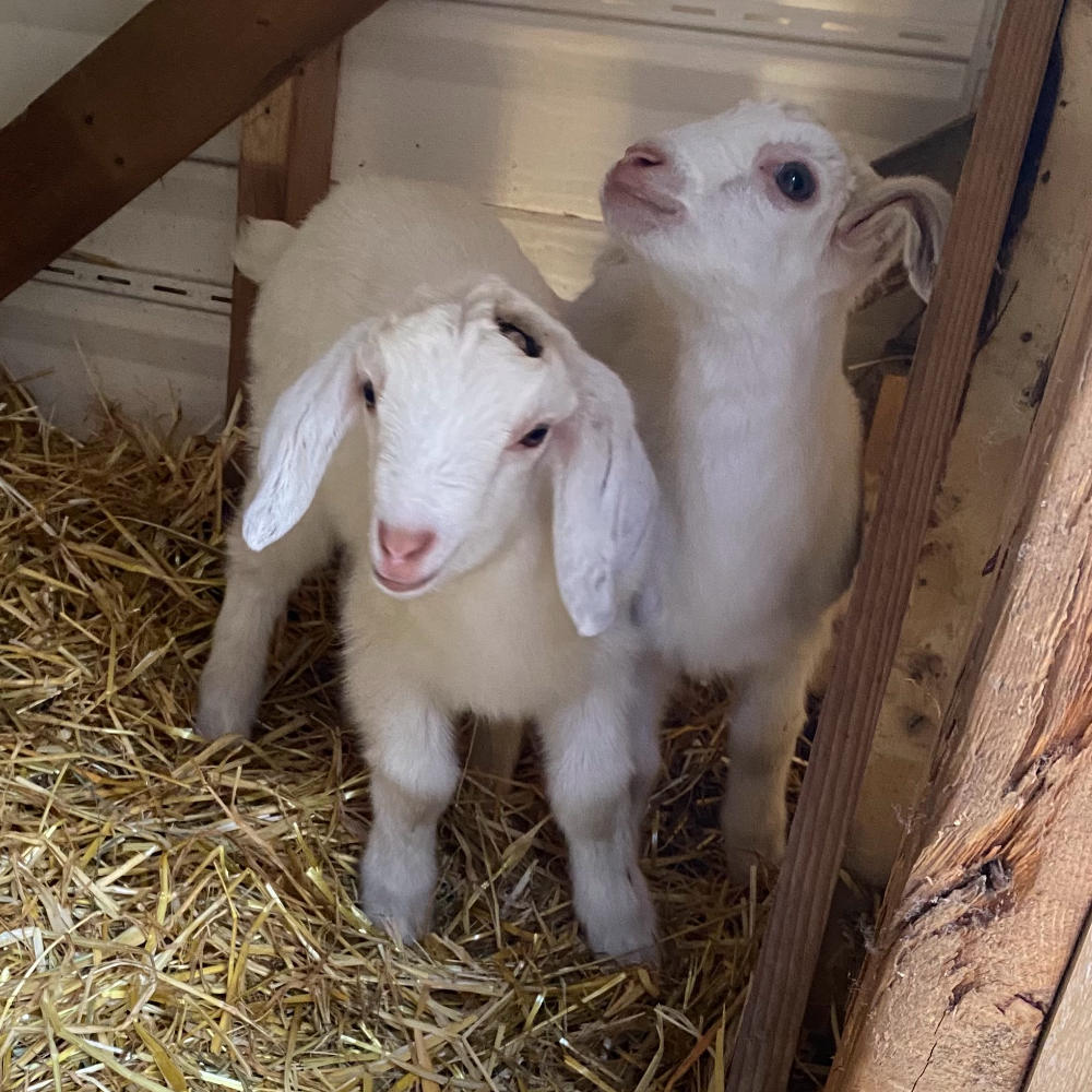 little goats